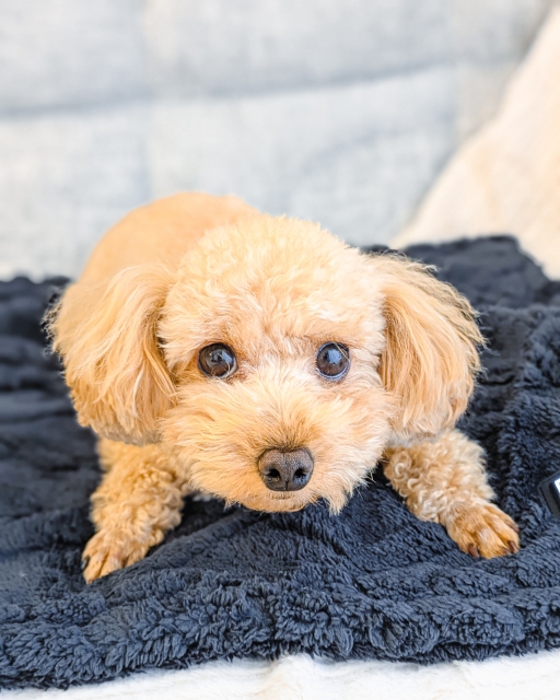 臨時休業のお知らせ